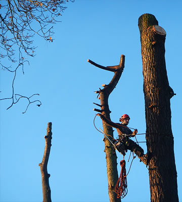 Pour tous vos besoins en élagage d’arbres 34